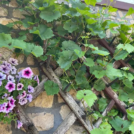 Haus Cornelia Ii شقة *